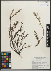 Foto von Salix myrtillifolia Anderson